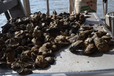 Fresh Oysters right out of the water