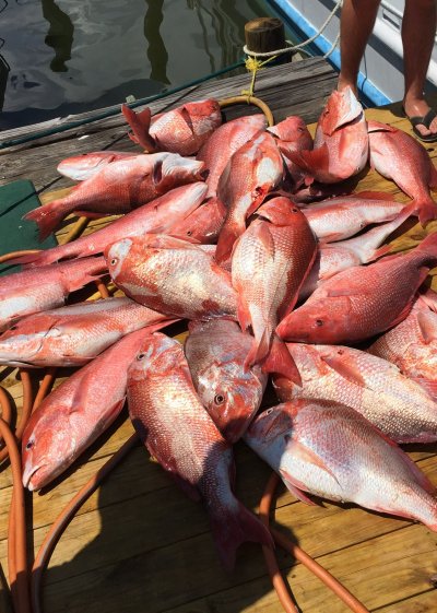 Fresh Red Snapper off the boat